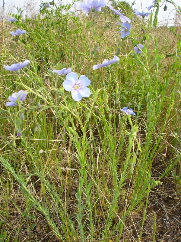 Изображение особи Linum amurense.