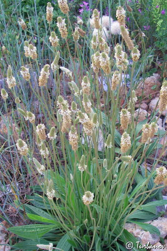 Изображение особи Plantago lanceolata.