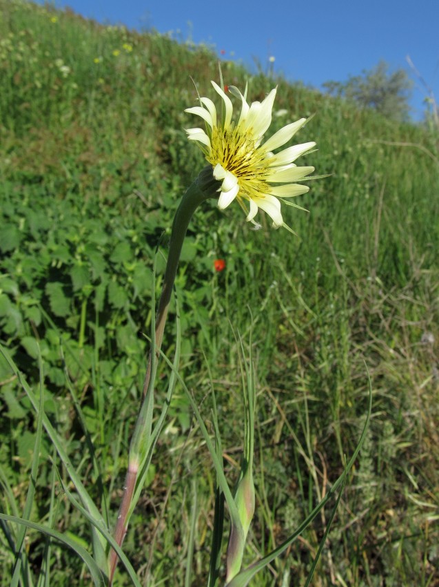 Изображение особи Tragopogon dubius ssp. desertorum.