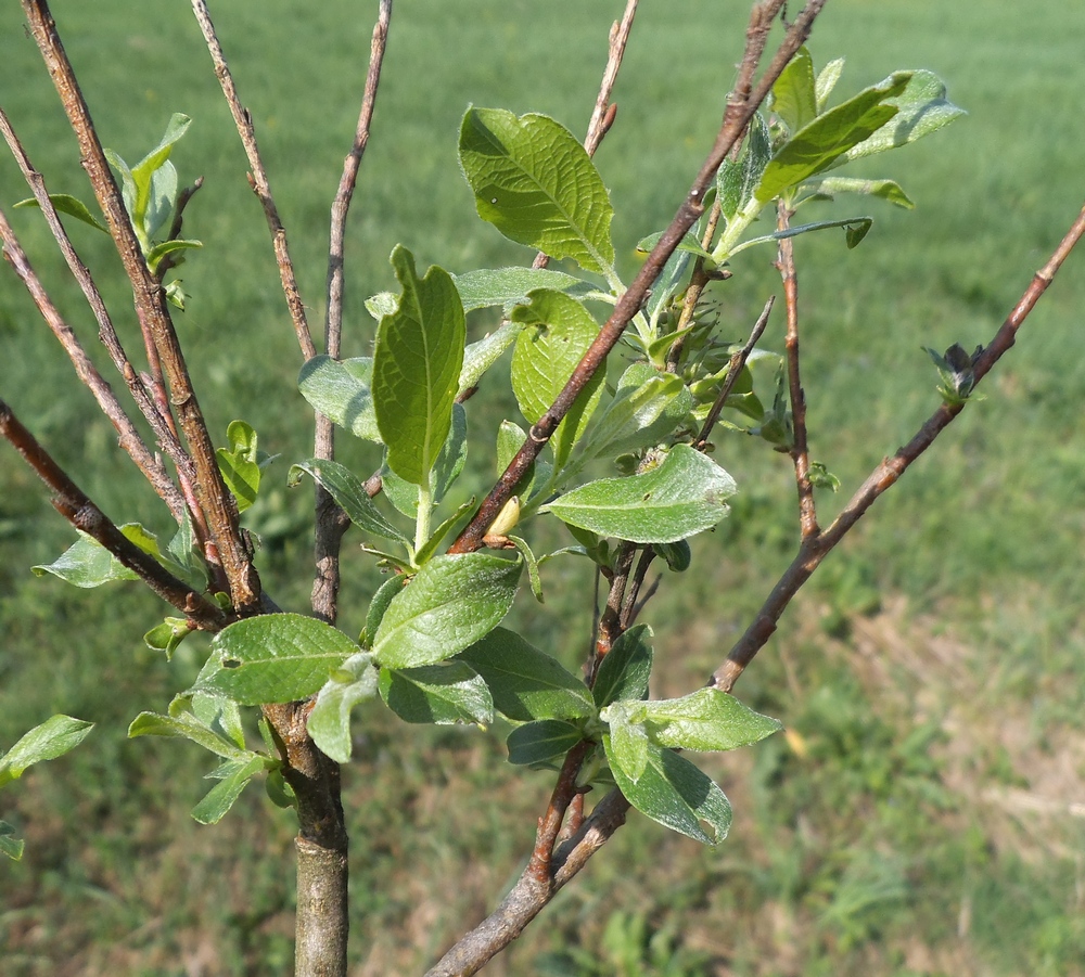 Изображение особи Salix &times; puberula.