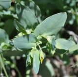 Cerinthe minor