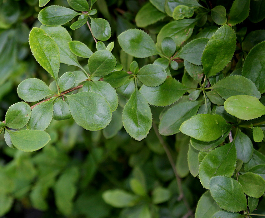 Изображение особи Berberis vulgaris.