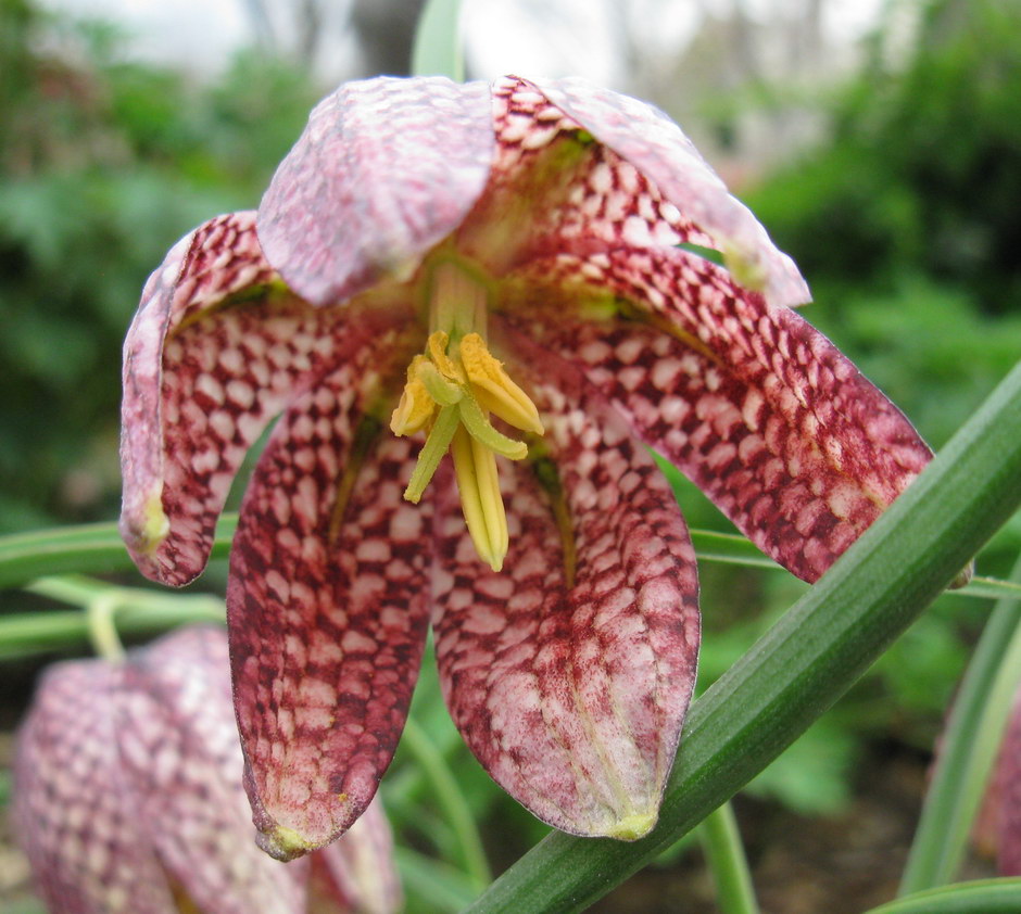 Изображение особи Fritillaria meleagris.