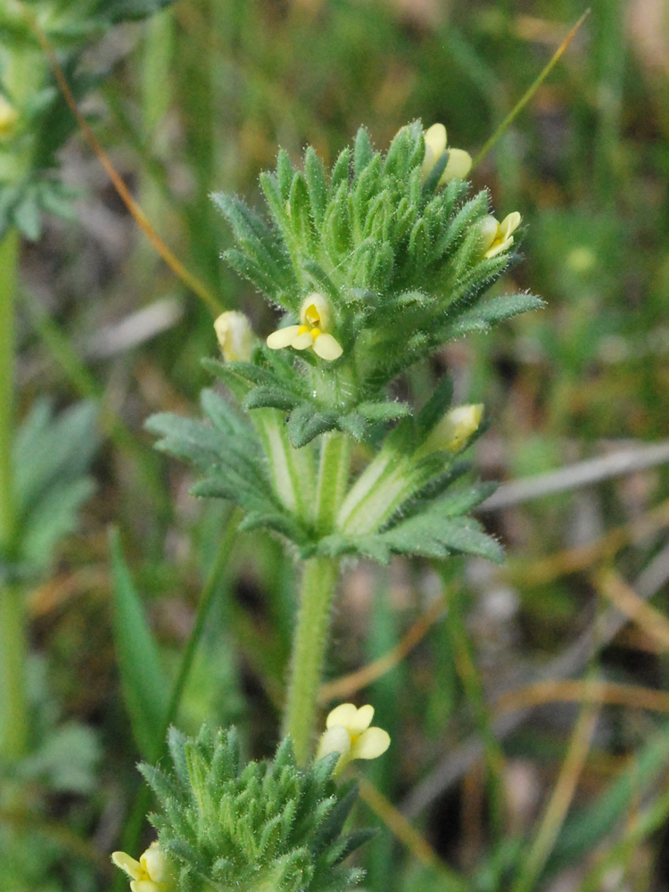Изображение особи Parentucellia flaviflora.