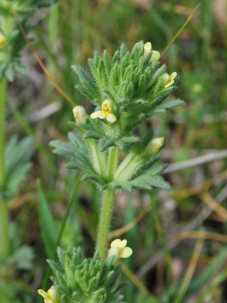 Image of Parentucellia flaviflora specimen.