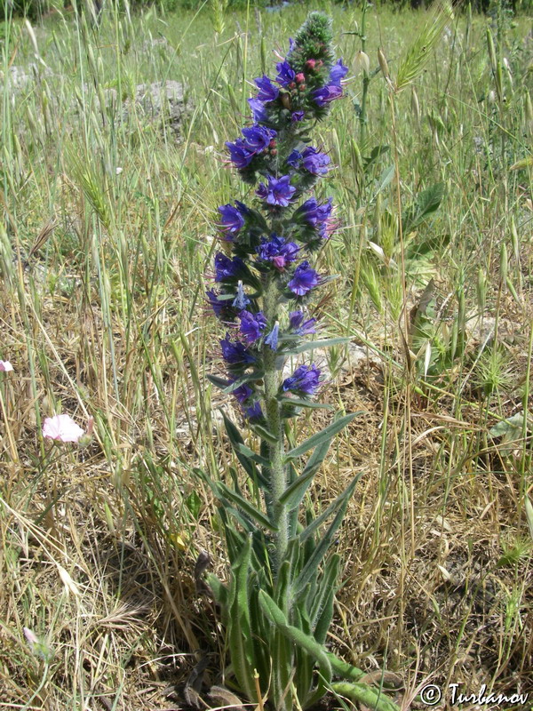 Изображение особи Echium vulgare.