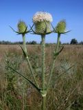 Dipsacus laciniatus