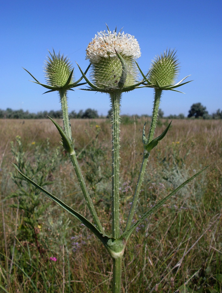 Изображение особи Dipsacus laciniatus.