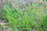 genus Carex