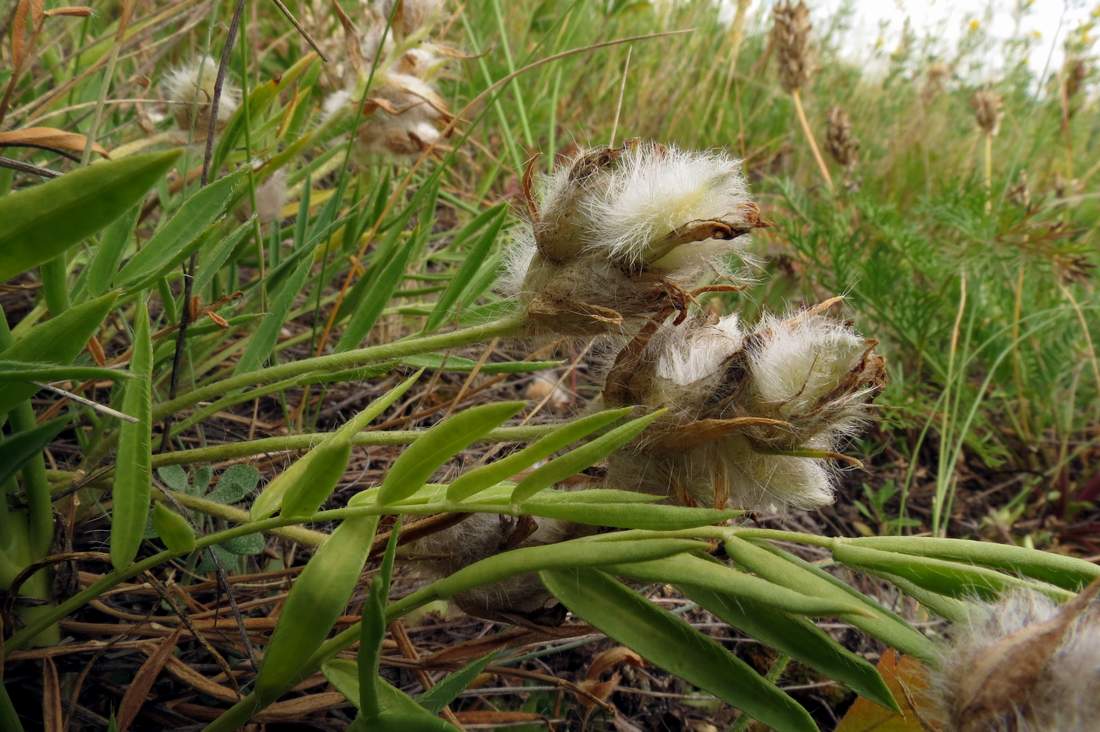 Image of Oxytropis setosa specimen.