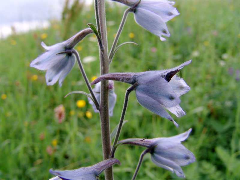 Изображение особи Delphinium dasycarpum.