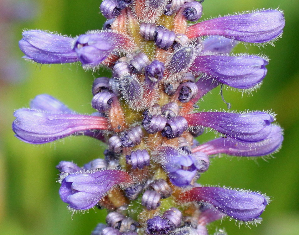 Изображение особи Pontederia cordata.