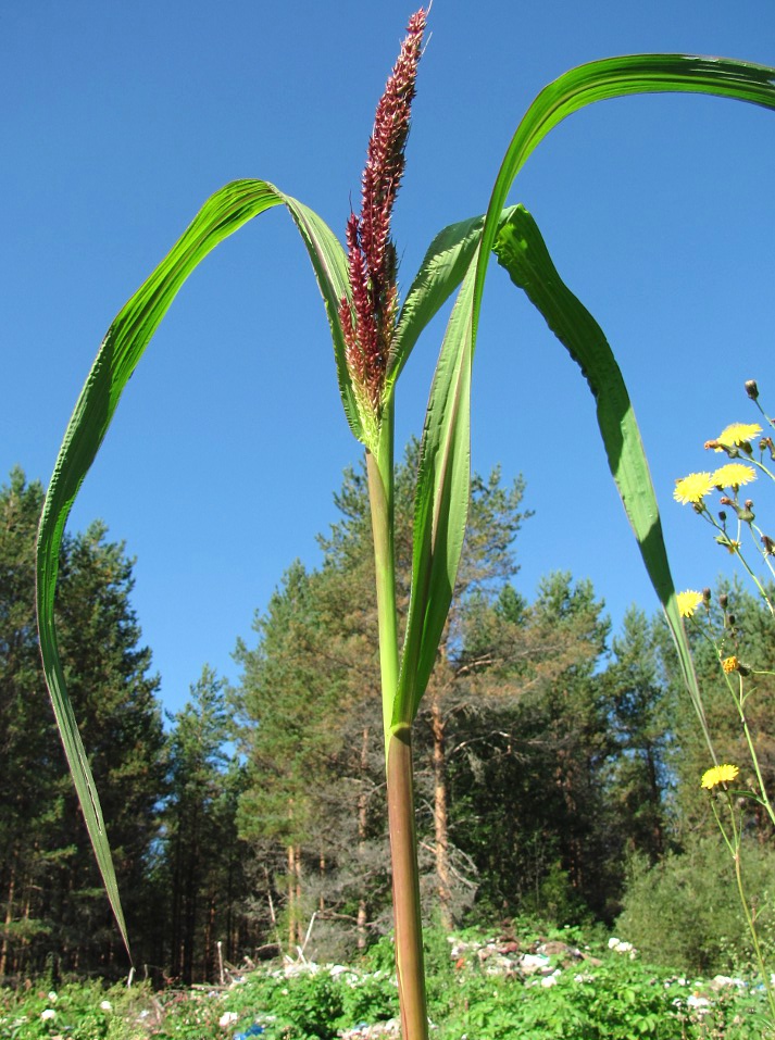 Изображение особи Echinochloa crus-galli.