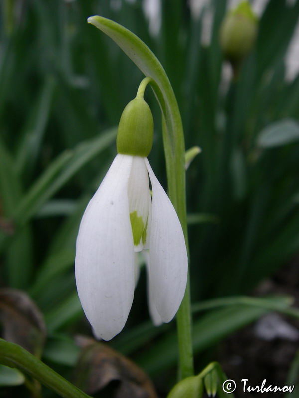 Изображение особи Galanthus plicatus.