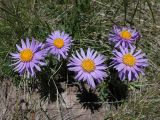 Aster alpinus