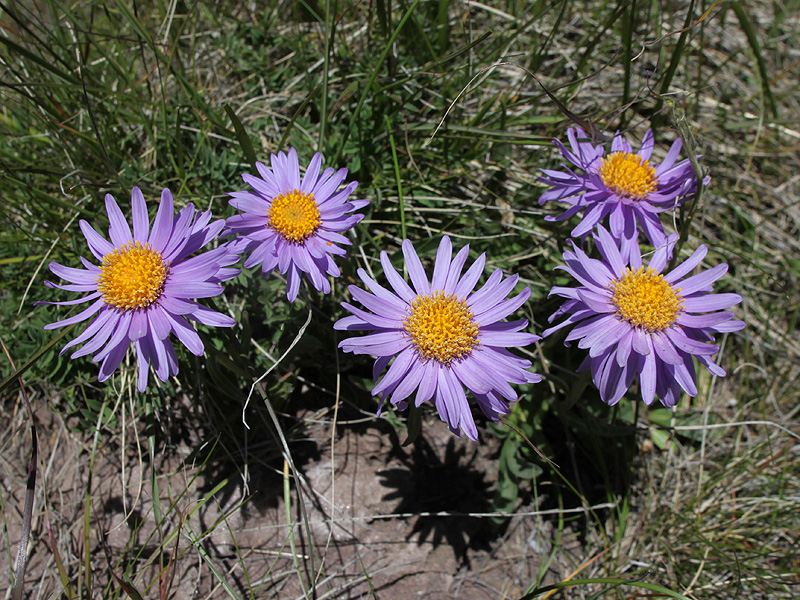 Изображение особи Aster alpinus.