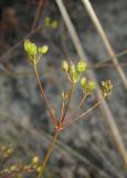 Bupleurum woronowii. Соплодие. Крым, окр. Феодосии, Армутлукская долина, склон с мергелевыми обнажениями. 10 сентября. 2013 г.