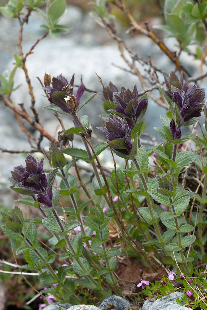 Image of Bartsia alpina specimen.