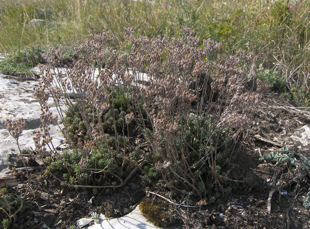 Изображение особи Sedum subulatum.