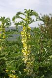 Astragalus sieversianus