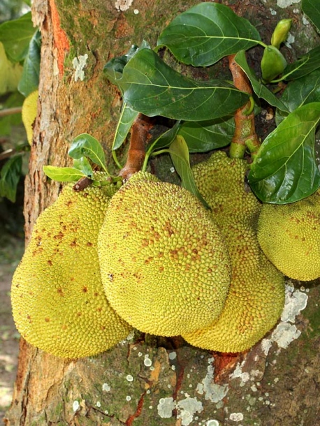 Image of Artocarpus heterophyllus specimen.