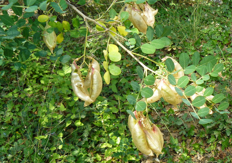 Image of Colutea cilicica specimen.