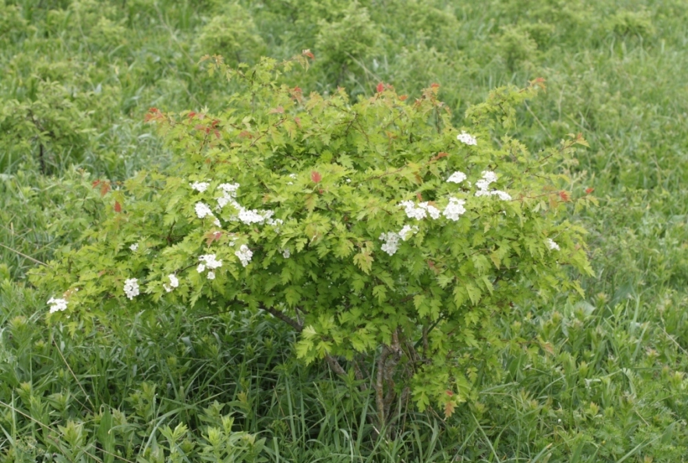 Image of Crataegus monogyna specimen.