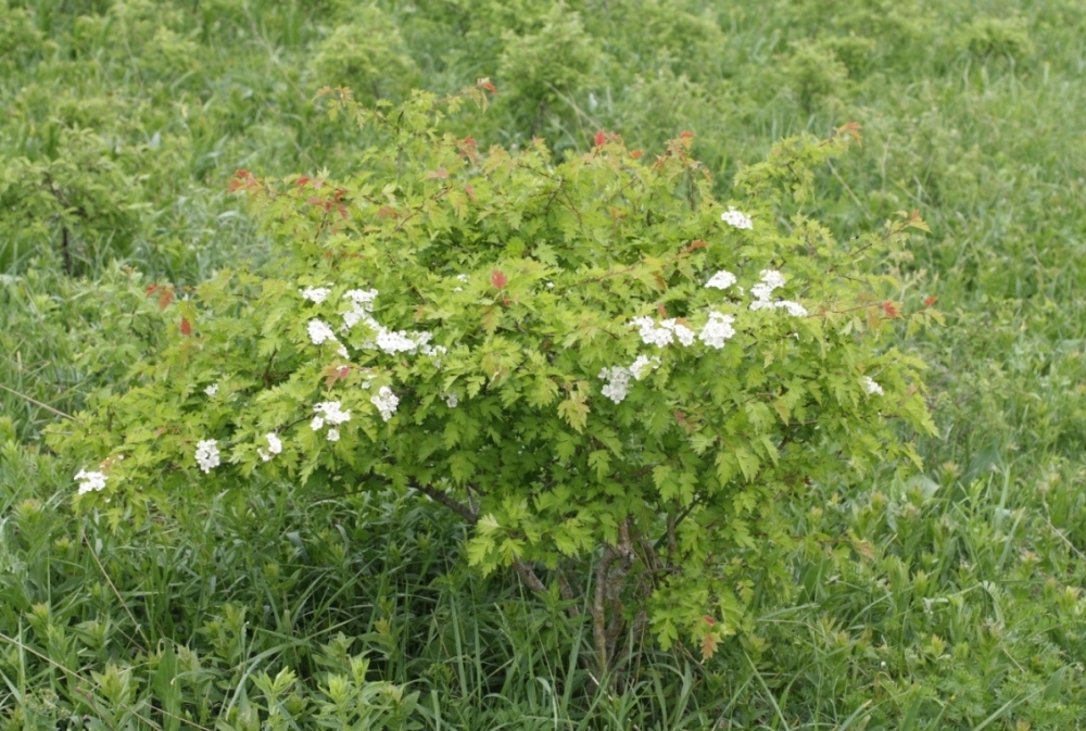 Изображение особи Crataegus monogyna.