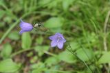 Campanula rotundifolia
