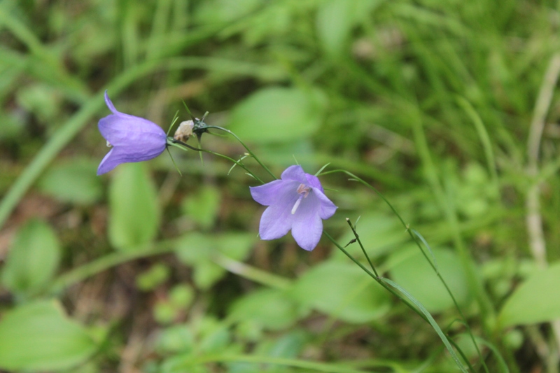 Image of Campanula rotundifolia specimen.