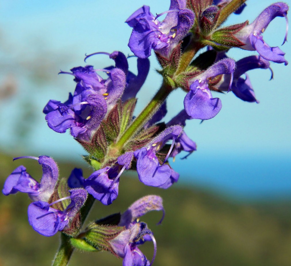 Image of Salvia stepposa specimen.