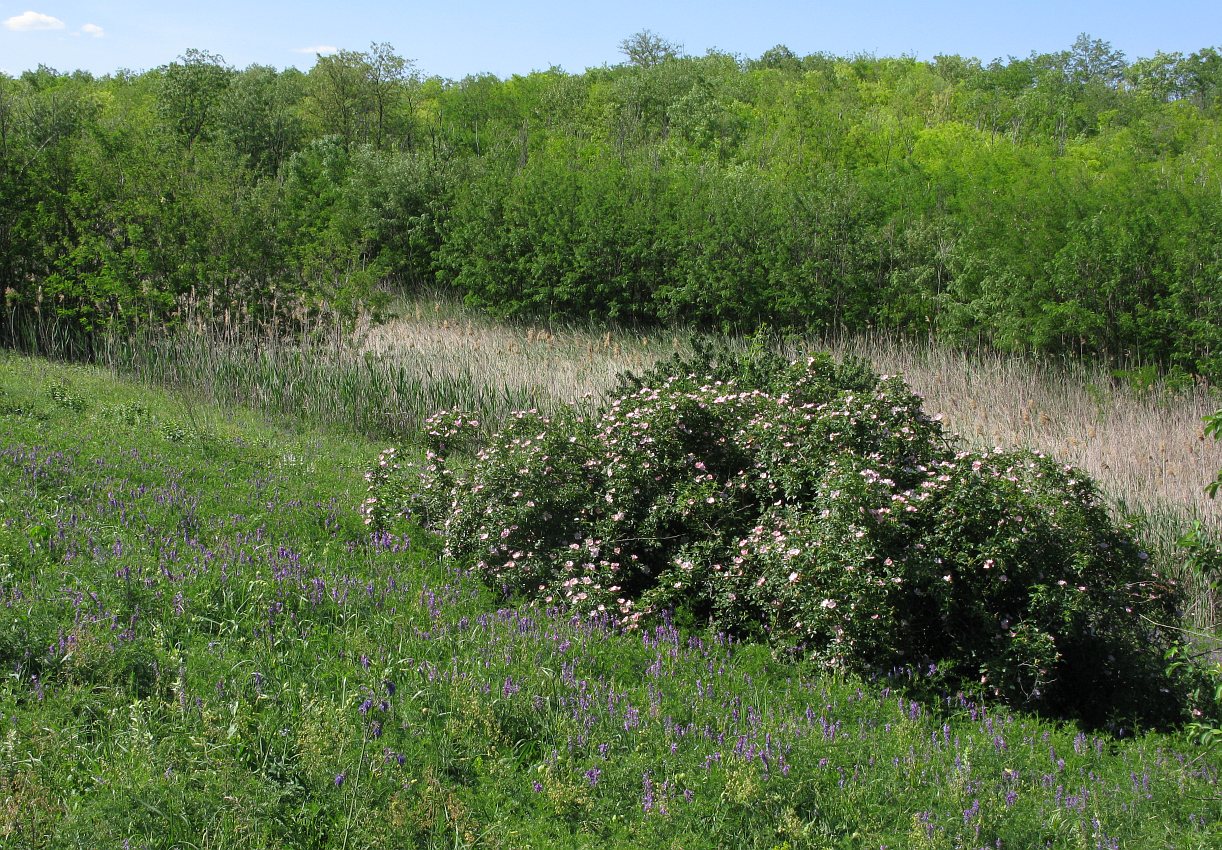 Image of genus Rosa specimen.