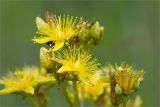 Hypericum maculatum. Цветки и бутоны. Ленинградская обл., Ломоносовский р-н, окр. дер. Низино. 21.07.2012.