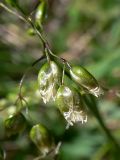 Hierochloe odorata