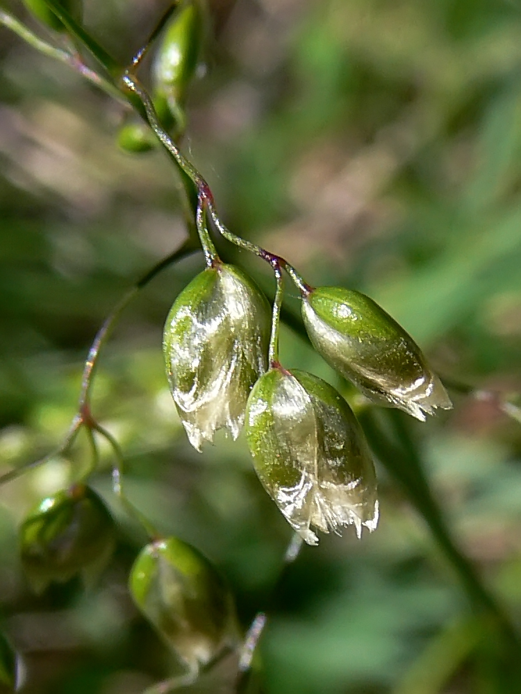 Image of Hierochloe odorata specimen.