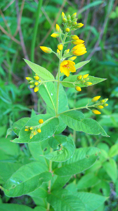 Изображение особи Lysimachia vulgaris.