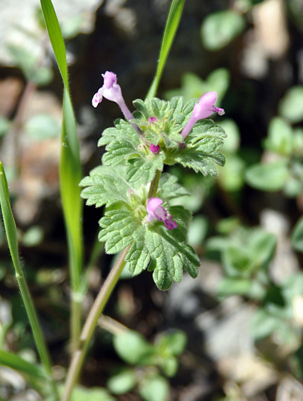 Image of Lamium amplexicaule specimen.