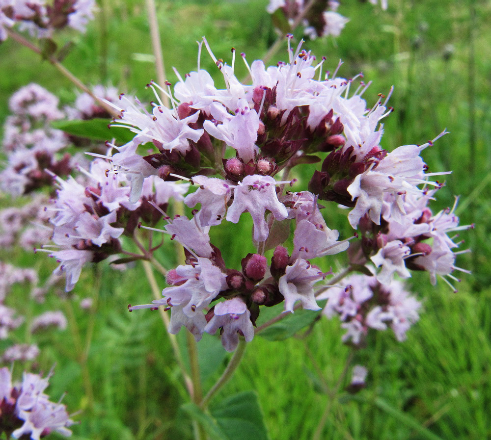 Image of Origanum vulgare specimen.