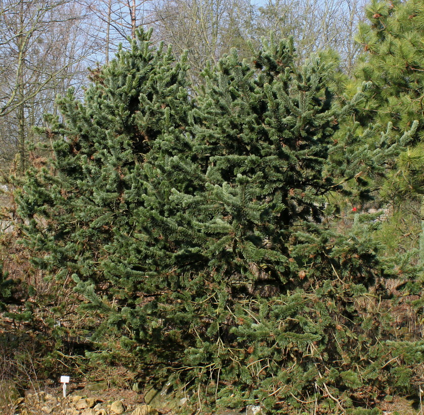 Изображение особи Pinus aristata.