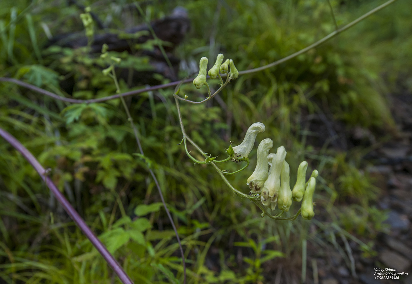 Изображение особи Aconitum umbrosum.