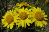 Senecio vernalis