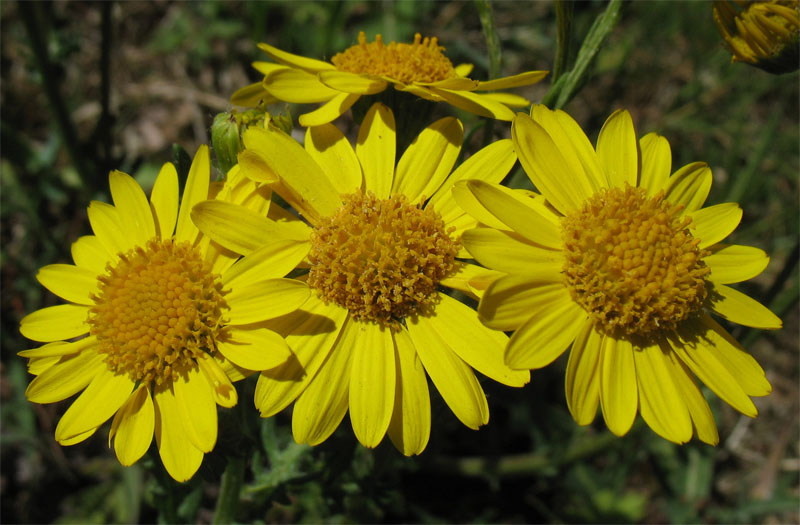 Изображение особи Senecio vernalis.