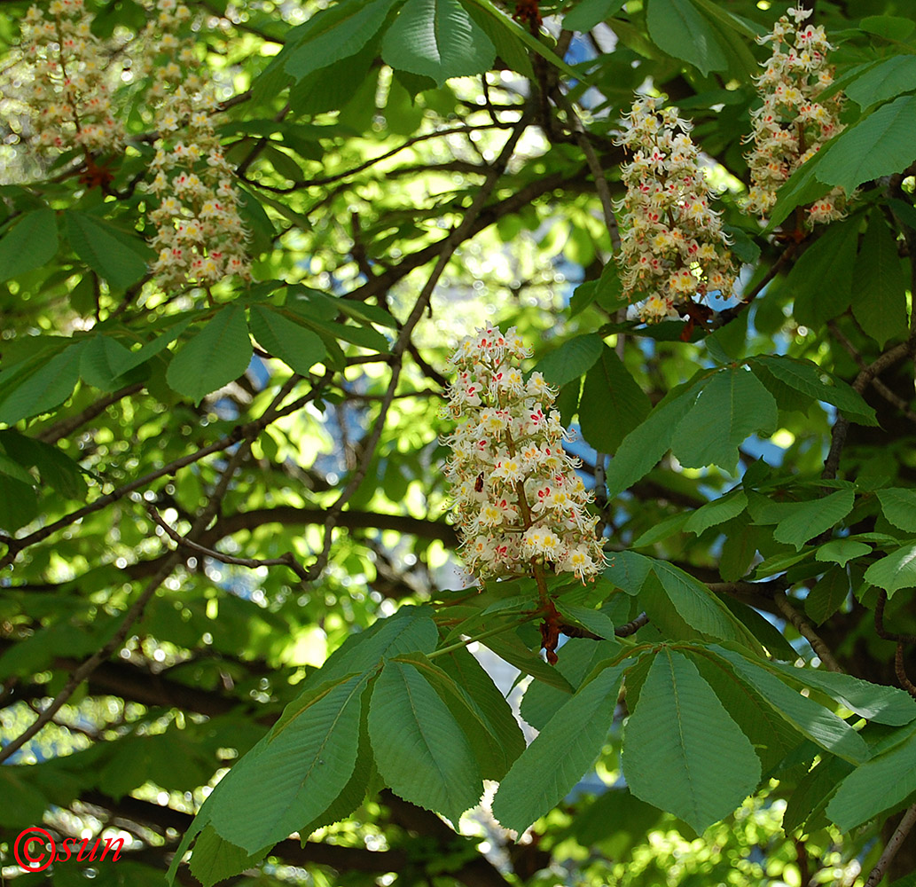 Изображение особи Aesculus hippocastanum.