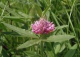 Trifolium alpestre. Верхушка побега с распускающимся соцветием. Украина, г. Запорожье, пос. Солнечный, балка. 17.05.2014.
