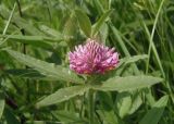 Trifolium alpestre