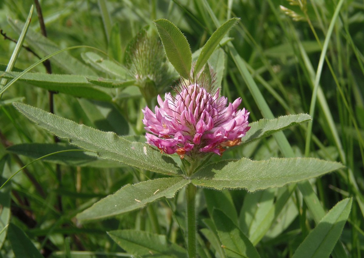 Изображение особи Trifolium alpestre.