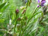 Polygala comosa