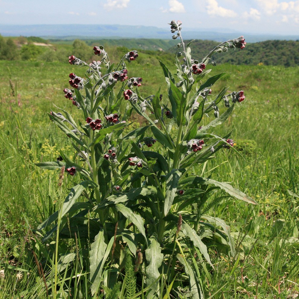 Image of Cynoglossum officinale specimen.