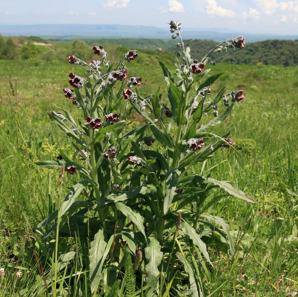 Изображение особи Cynoglossum officinale.