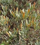 Neochamaelea pulverulenta. Побеги. Испания, Канарские острова, Тенерифе, мыс Тено, в зарослях суккулентных кустарников. 5 марта 2008 г.